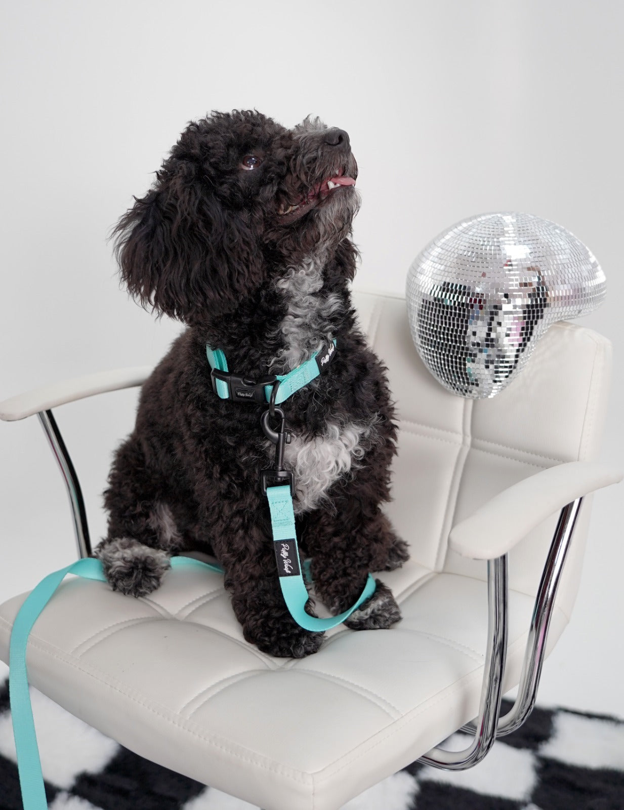 Mint Chip Adjustable Collar