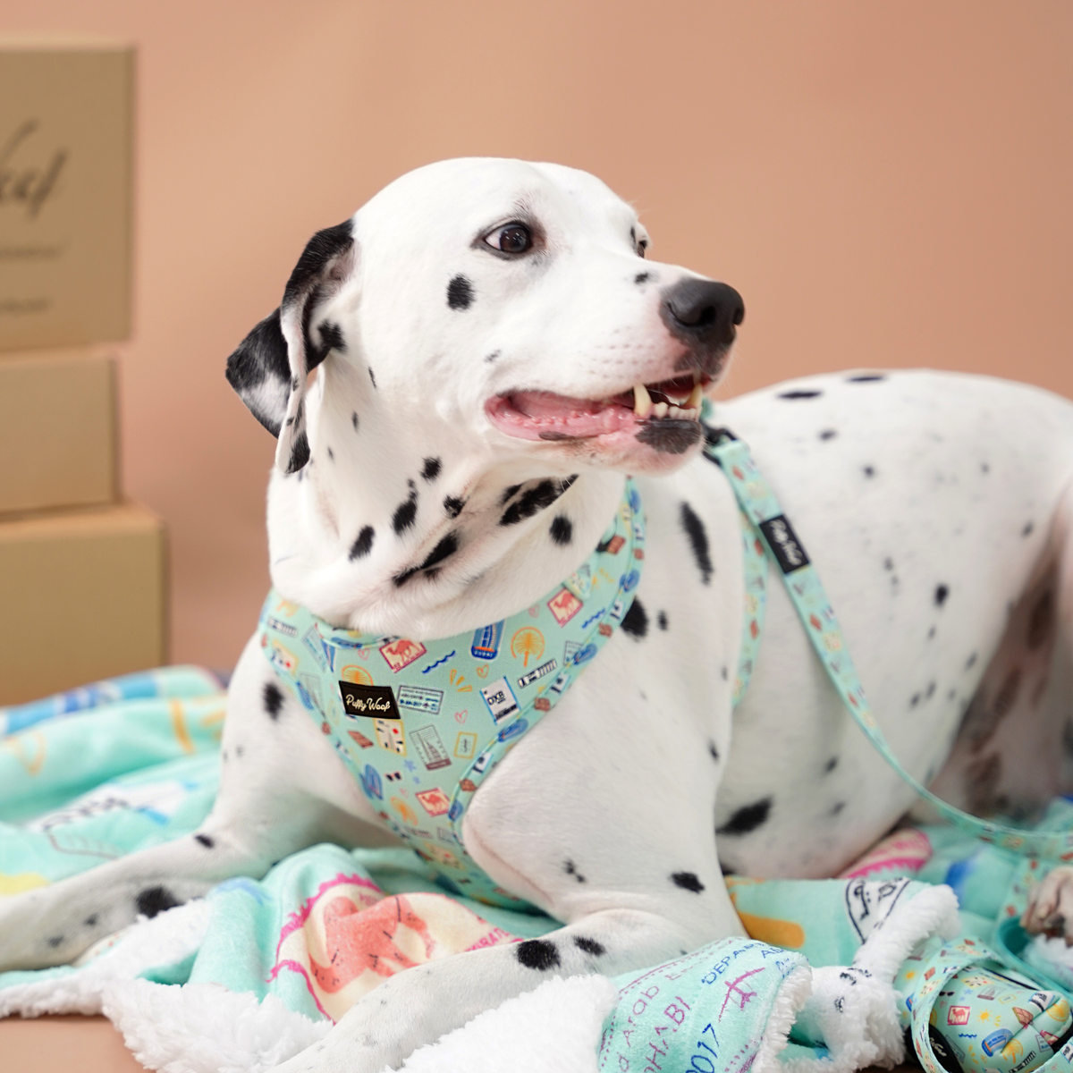 White dog sitting while wearing an adjustable Puffy Woof Dubai Doodles harness for training and outdoor walking