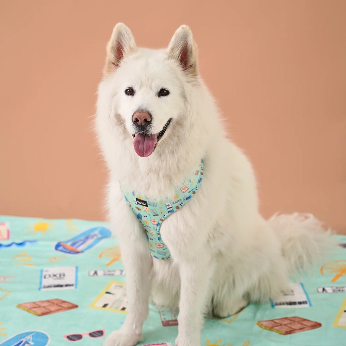 White dog wearing a blue printed adjustable dog harness for safe and comfortable daily walks